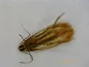 Coptotriche zelleriella - Hodges#0143 - photo 4
