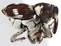 Copturomorpha rileyi - photo 2