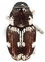Copturomorpha rileyi - photo 4
