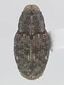 Copturus floridanus - Copturus floridanus