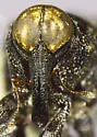 Copturus floridanus - photo 4