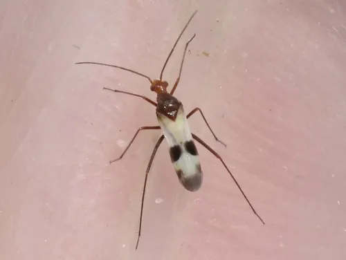 Coquillettia albella