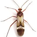Coquillettia albiclava - photo 2