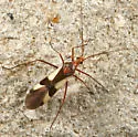 Coquillettia insignis