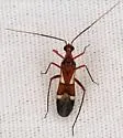 Coquillettia mimetica