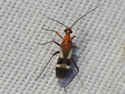 Coquillettia venusta