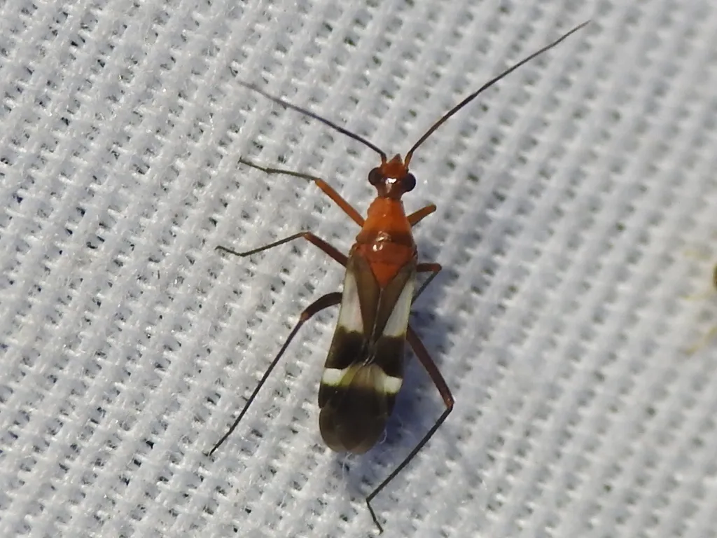 Coquillettia venusta - photo 2