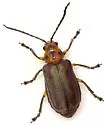 Coraia subcyanescens - Coraia subcyanescens