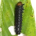 Coraia subcyanescens - photo 2