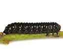 Coraia subcyanescens - photo 4