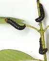 Coraia subcyanescens - photo 5