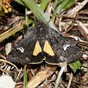 Coranarta luteola - Hodges#10332 - Coranarta luteola