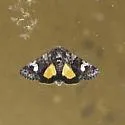 Coranarta luteola - Hodges#10332 - photo 2