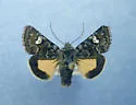 Coranarta luteola - Hodges#10332 - photo 4