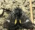 Coranarta luteola - Hodges#10332 - photo 5