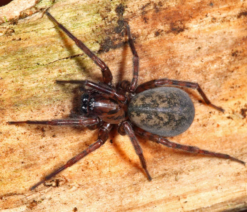 Coras aerialis - photo 2