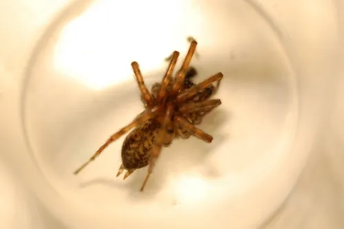 Coras juvenilis