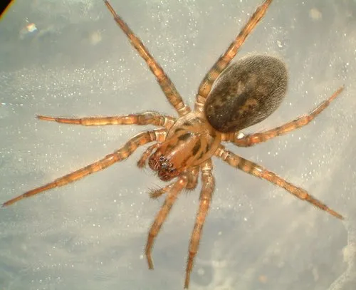 Coras lamellosus