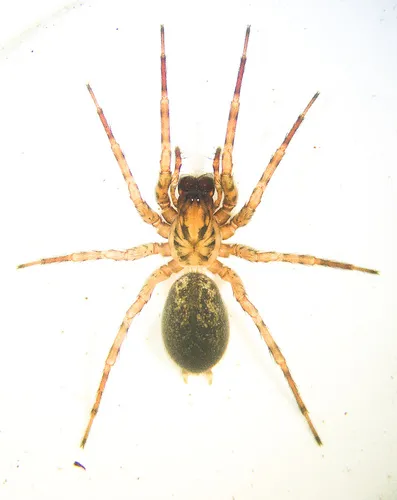 Coras lamellosus - photo 2