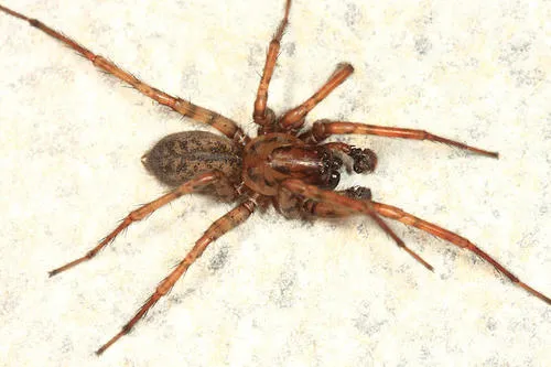 Coras lamellosus - photo 4
