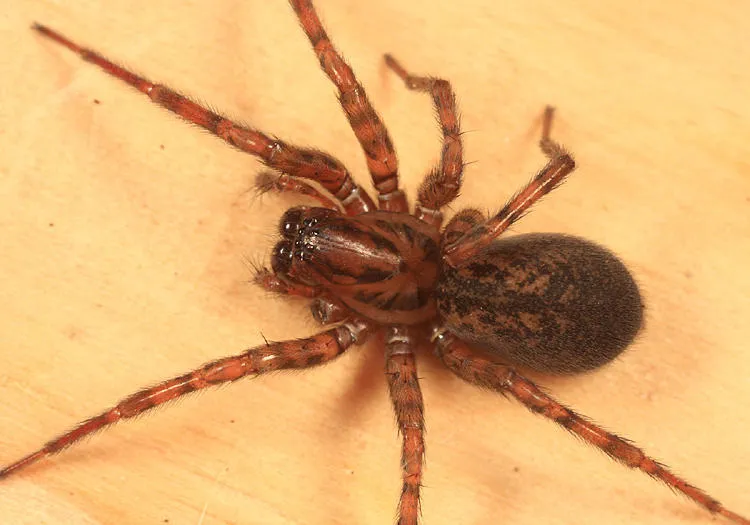 Coras lamellosus - photo 6