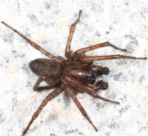 Coras medicinalis