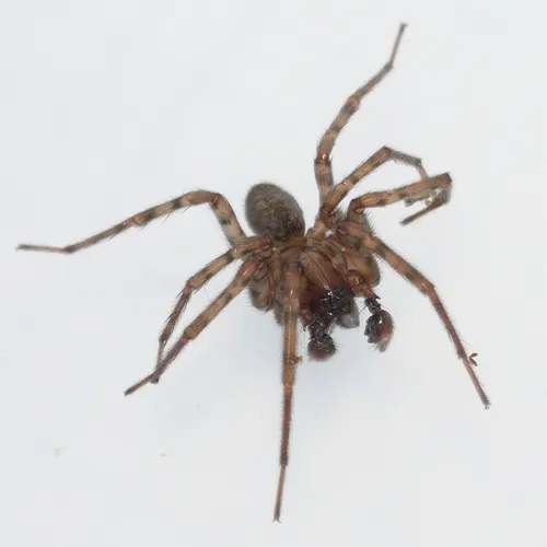 Coras medicinalis - photo 3