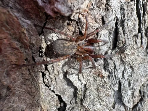 Northern Spurred Woodland Funnelweaver - photo 2