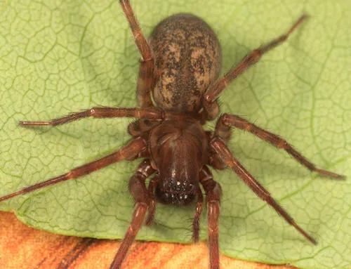 Northern Spurred Woodland Funnelweaver - photo 3