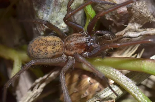 Northern Spurred Woodland Funnelweaver - photo 5