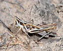 Crenulated Grasshopper