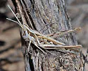 Crenulated Grasshopper - photo 2