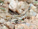 Crenulated Grasshopper - photo 3