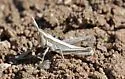 Crenulated Grasshopper - photo 4