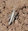 Crenulated Grasshopper - photo 5