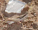 Spot-winged Grasshopper
