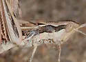 Spot-winged Grasshopper - photo 3