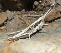 Spot-winged Grasshopper - photo 4
