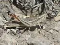 Spot-winged Grasshopper - photo 5