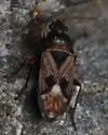 Cordillonotus stellatus - Cordillonotus stellatus