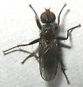 Cordilura adrogans