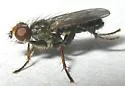 Cordilura adrogans - photo 3