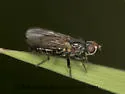 Cordilura adrogans - photo 4
