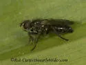 Cordilura adrogans - photo 5