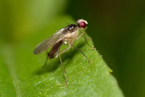 Cordilura albipes