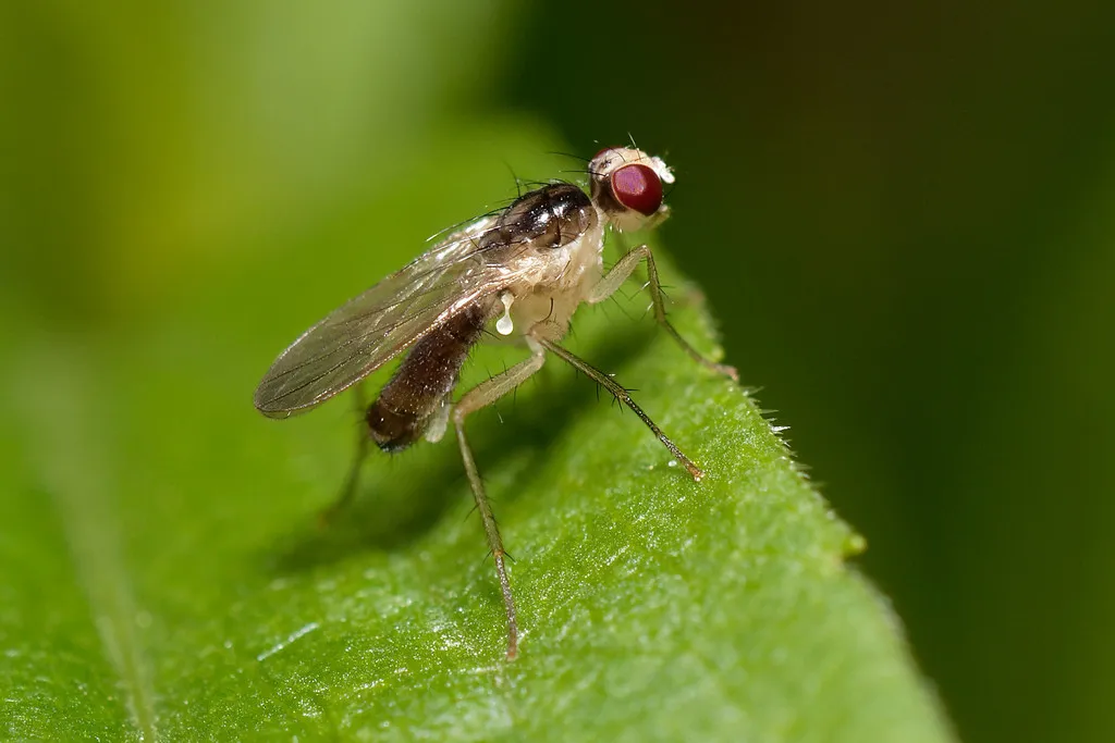 Cordilura albipes - photo 2