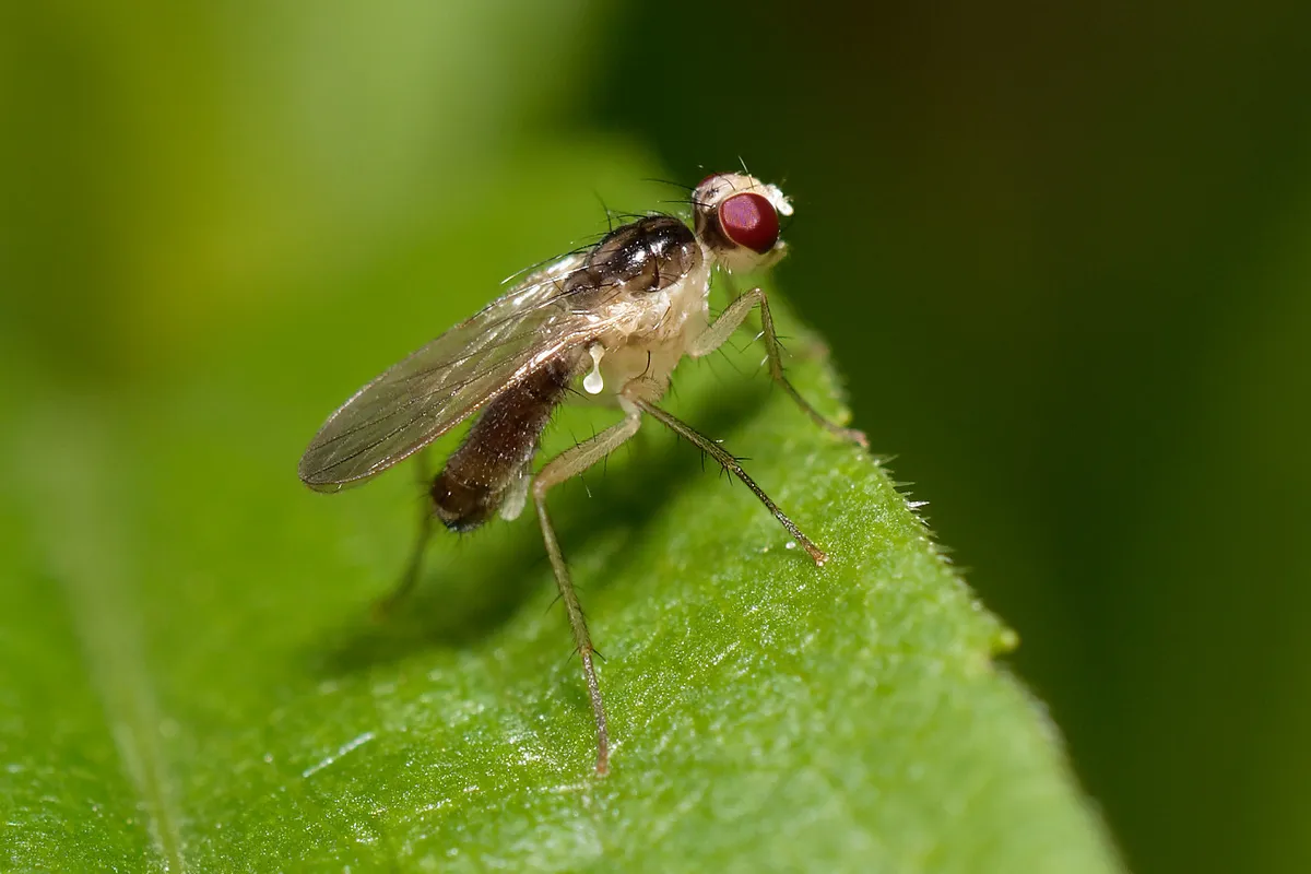 Cordilura albipes - photo 3