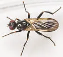 Cordilura carbonaria - photo 2