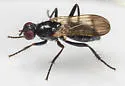 Cordilura carbonaria - photo 3
