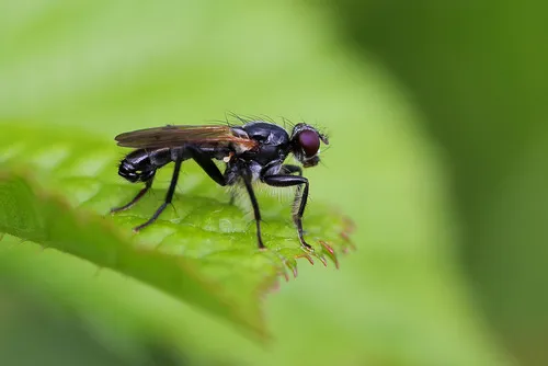 Cordilura ciliata